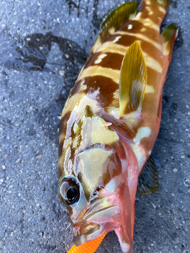 アカハタの釣果