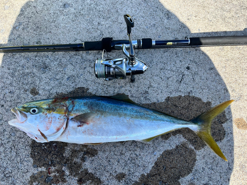 イナダの釣果