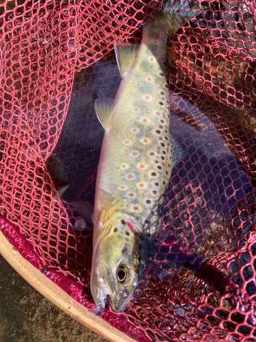 ブラウントラウトの釣果