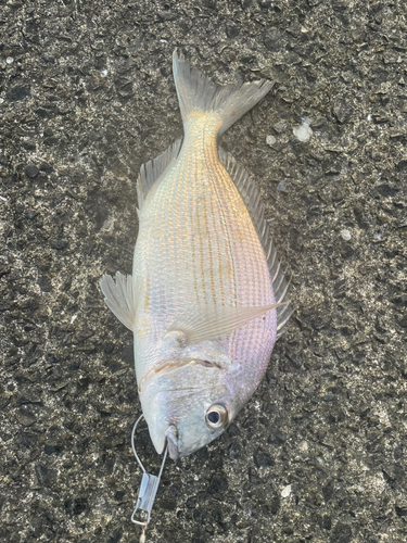 ヘダイの釣果