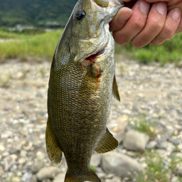 スモールマウスバス