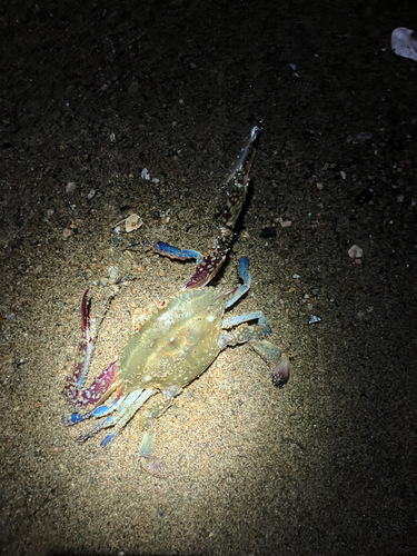 タイワンガザミの釣果