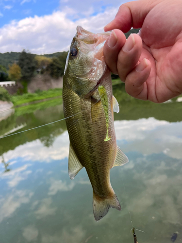 ラージマウスバスの釣果