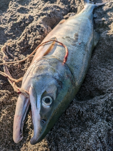 アキアジの釣果