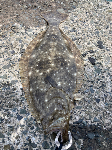 ヒラメの釣果