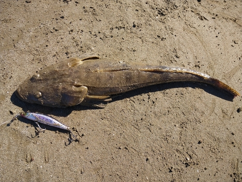 マゴチの釣果