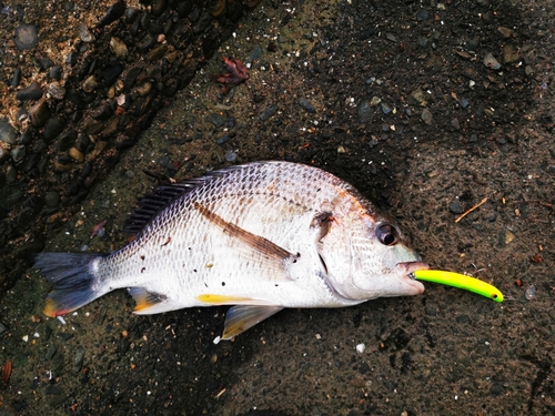 キビレの釣果