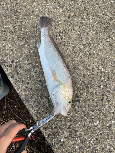 シログチの釣果