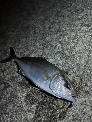 ショゴの釣果