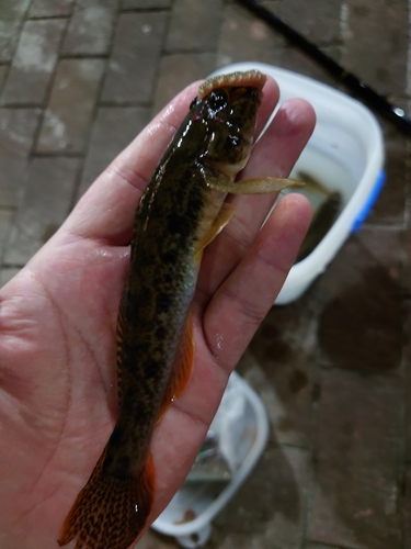 マハゼの釣果