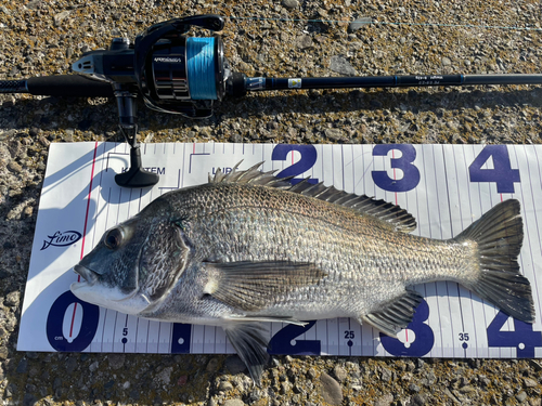 チヌの釣果