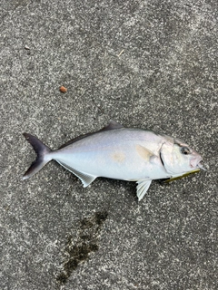 カンパチの釣果