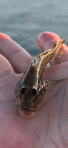 マハゼの釣果