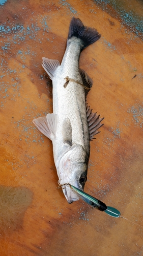 セイゴ（マルスズキ）の釣果