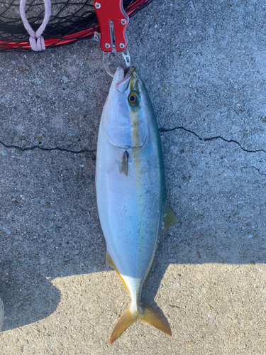 ハマチの釣果