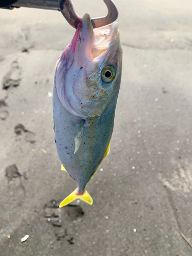 ショゴの釣果