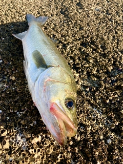 セイゴ（マルスズキ）の釣果