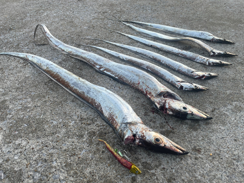 タチウオの釣果