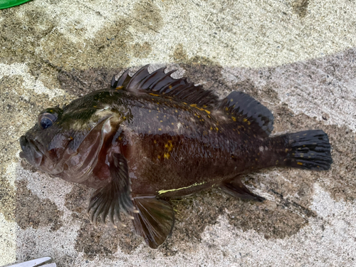 オウゴンムラソイの釣果