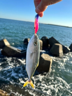 ワカシの釣果