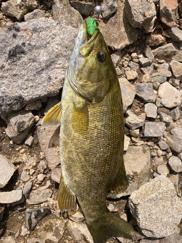 スモールマウスバスの釣果