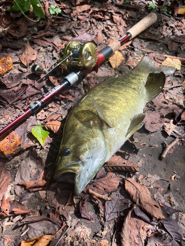 スモールマウスバスの釣果