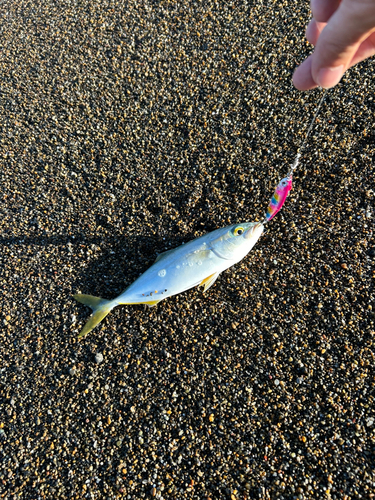 ワカシの釣果