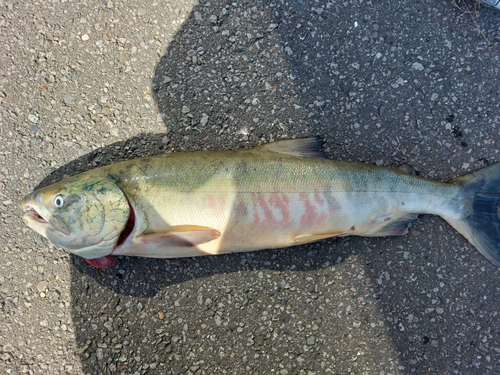 アキアジの釣果