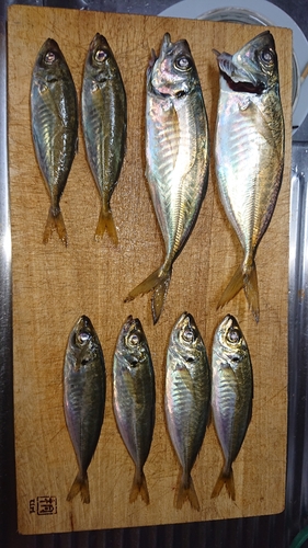 アジの釣果