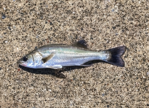 セイゴ（マルスズキ）の釣果