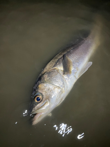 スズキの釣果