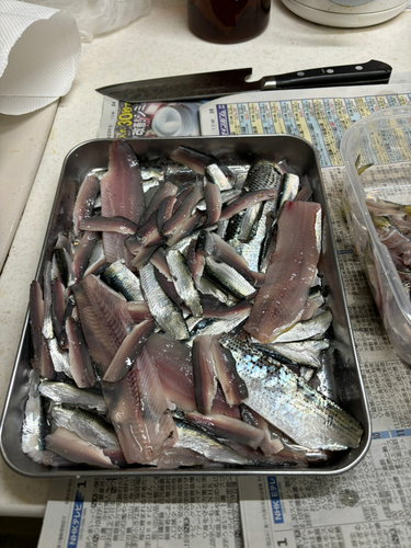 サッパの釣果