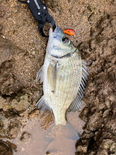 ミナミクロダイの釣果