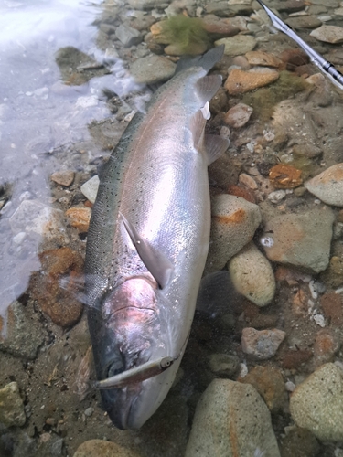 ニジマスの釣果