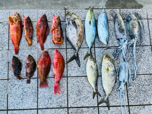 アオリイカの釣果