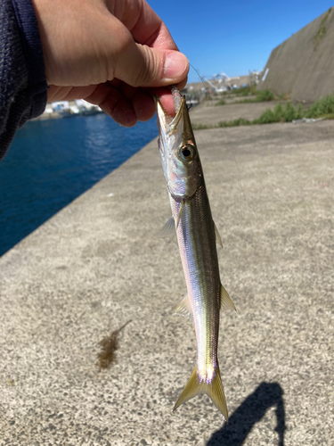 カマスの釣果