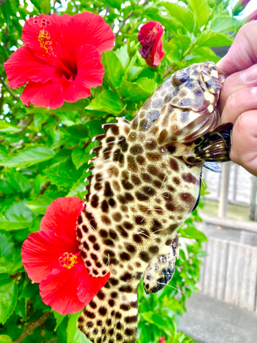 イシミーバイの釣果