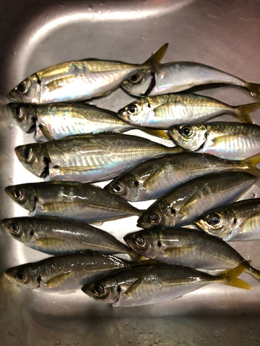 アジの釣果