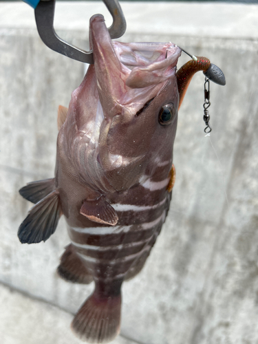 ヤミハタの釣果