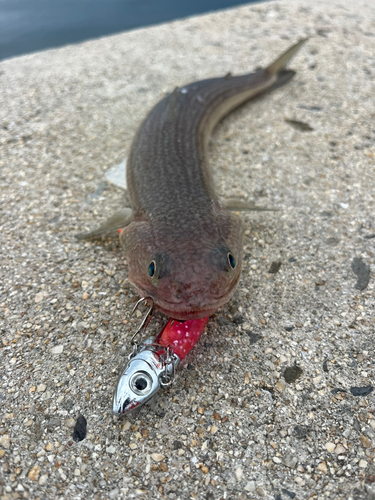 エソの釣果