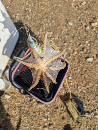 イイダコの釣果