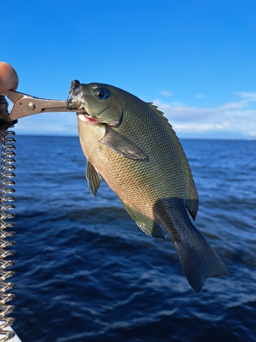 メジナの釣果