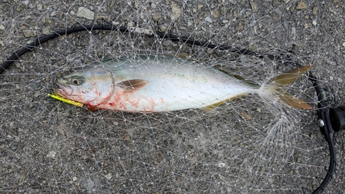 ツバスの釣果