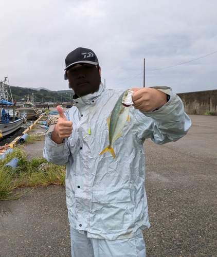 ワカシの釣果