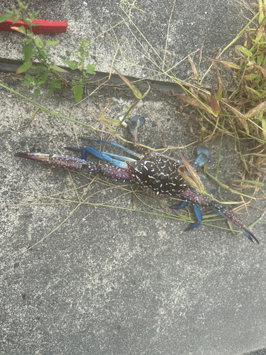 タイワンガザミの釣果