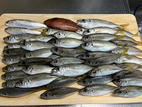 アジの釣果