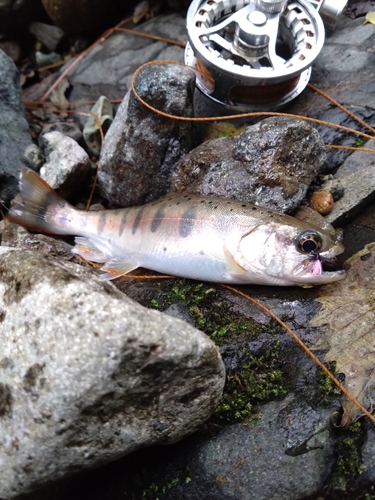 ヤマメの釣果