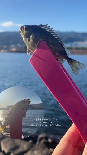 アイゴの釣果