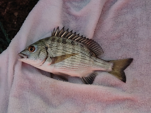 キビレの釣果