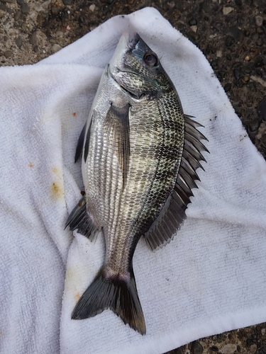 クロダイの釣果